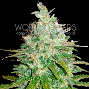 Semeno World of Seeds - Afghan Kush x Black Domina 7 ks