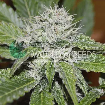 Semeno World of Seeds - Amnesia Ryder Autoflowering 3 ks