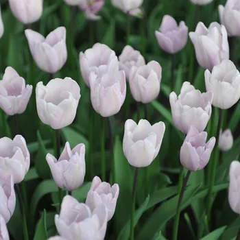 Sazenice Tulipán Silver Cloud - Tulipa - cibule tulipánů - 3 ks