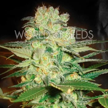 Semeno World of Seeds - Afghan Kush x White Widow 3 ks