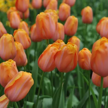 Sazenice Tulipán Dordogne - Tulipa - cibule tulipánů - 3 ks