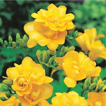 Semeno Frézie plnokvětá žlutá - Freesia - hlízy frézií - 3 ks