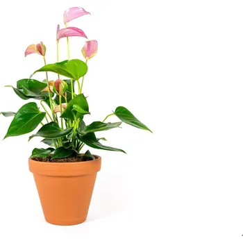 Anthurium mix, průměr 12 cm - Zachraň Kytku Anturie, Toulitka, Prasečí ocásek
