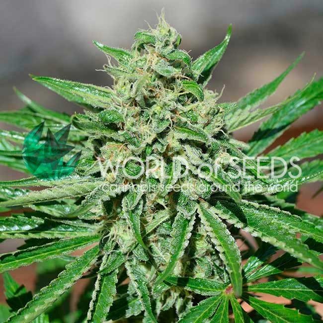 World of Seeds - CBD Tonic 3 ks