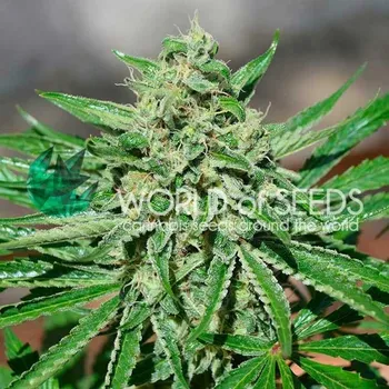 Semeno World of Seeds - CBD Tonic 3 ks