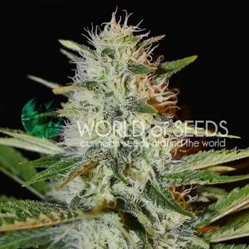 Semeno World of Seeds - Kilimanjaro 3 ks