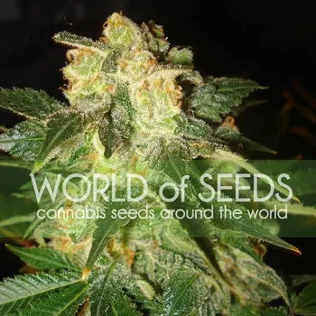 Semeno World of Seeds - Pakistan Ryder Auto 3 ks