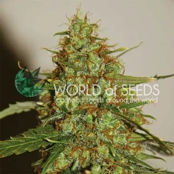 Semeno World of Seeds - Wild Thailand Ryder Auto 3 ks