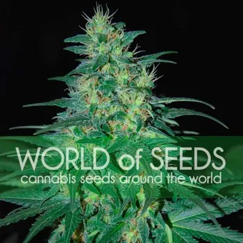Semeno World of Seeds - South African Kwazulu 3 ks