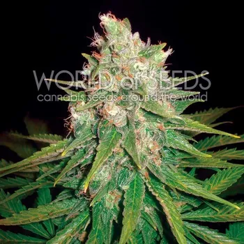 Semeno World of Seeds - Mazar x Great White Shark 3 ks