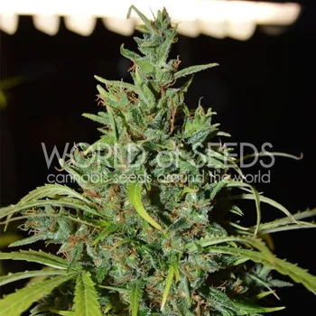 Semeno World of Seeds - Neville Haze Ryder Auto 3 ks