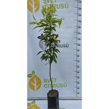 Sazenice Rubínová klementinka Velikost: Vysoký kmen, folie Citrus clementina ´RUBINO´