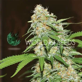 Semeno World of Seeds - Mazar x White Rhino 3 ks