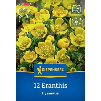 Semeno Kiepenkerl Talovín zimní 12 ks