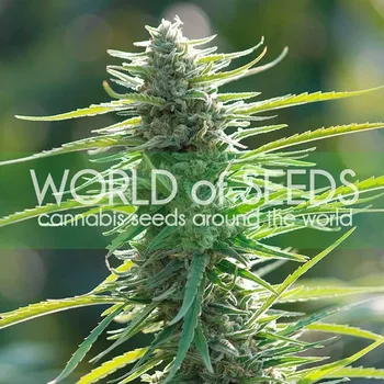 Semeno World of Seeds - Colombian Gold 7 ks