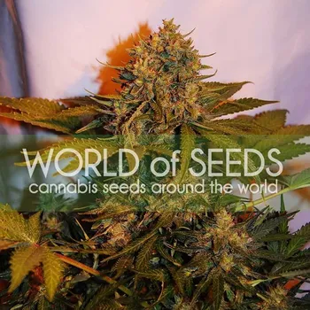 Semeno World of Seeds - Northern Light x Big Bud Ryder Auto 3 ks