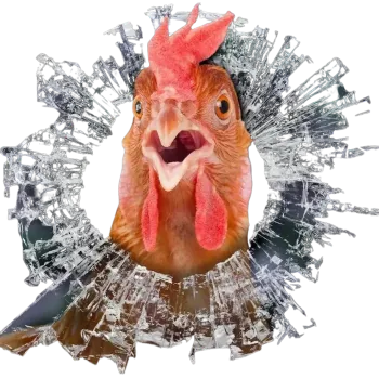 Samolepící dekorace Vinylová samolepka -kuře za rozbitým sklem (15,0 x 15,0 cm)
