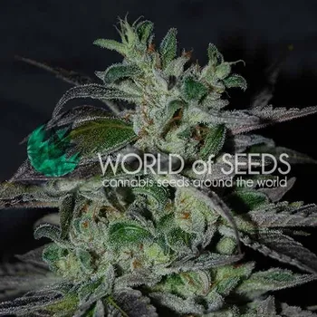 Semeno World of Seeds - Strawberry Blue Early Harvest 3 ks