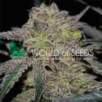 Semeno World of Seeds - Tonic Ryder Auto CBD 3 ks