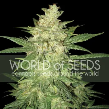Semeno World of Seeds - Colombian Gold Ryder Auto 3 ks
