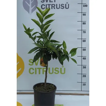 Sazenice Tarocco Velikost: Nízký kmen, Ø20cm Citrus sinensis 'Tarocco gallo