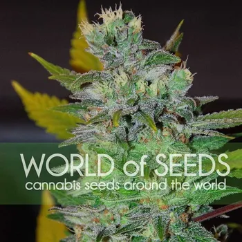 Semeno World of Seeds - Space 7 ks