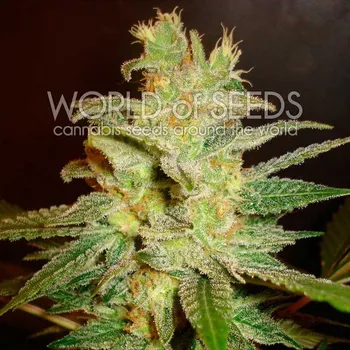 Semeno World of Seeds - Northern Light x Big Bud 3 ks