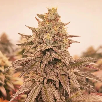 Semeno Monkey Genetics - Orangu Tangie 3 ks