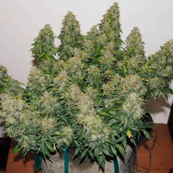 Semeno Monkey Genetics - Jack Frost Widow Auto 3 ks