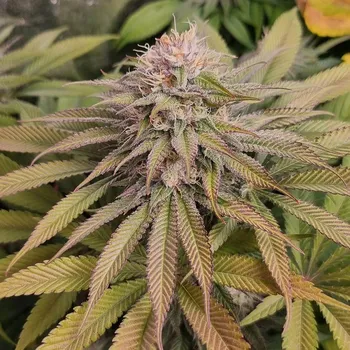Semeno Monkey Genetics - Blue Lagoon Haze 3 ks