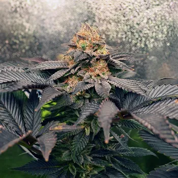 Semeno Monkey Genetics - Grand Daddy Purpz 5 ks