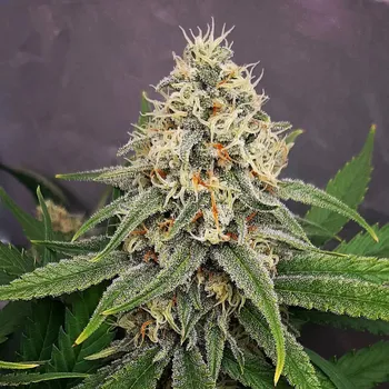 Semeno Monkey Genetics - Lemon Skunk 3 ks