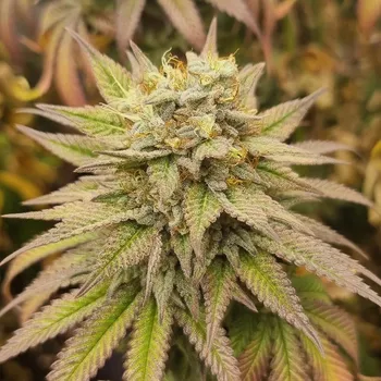 Semeno Monkey Genetics - Monkey Haze 3 ks