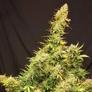 Semeno Monkey Genetics - Lemon Skunk Auto 3 ks