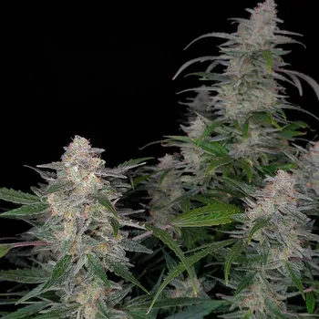 Semeno Monkey Genetics - Biscotti Auto 3 ks