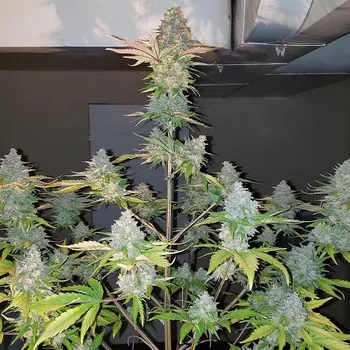 Semeno Monkey Genetics - Gorilla Zkittlez Auto 3 ks