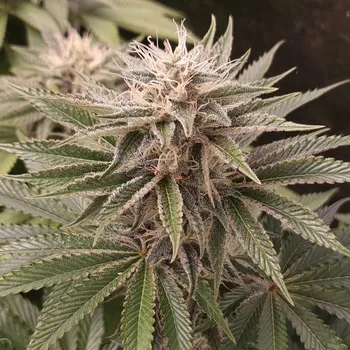 Semeno Monkey Genetics - Funky Monkey Sour 3 ks