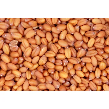 Lnička setá semínka 3 kg LES FRUITS DU PARADIS