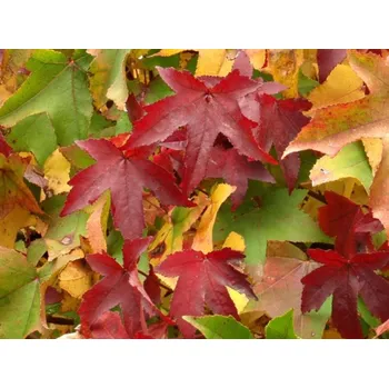 Sazenice Ambroň západní 'Gumball' kontejner C18