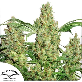 Semeno Dutch Passion Power Plant Balení: 3ks