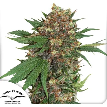 Semeno Dutch Passion Master Kush Balení: 10ks