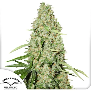 Semeno Dutch Passion Think Fast Balení: 10ks