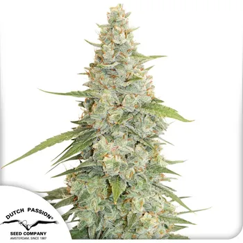 Semeno Dutch Passion Meringue Balení: 3ks