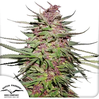 Semeno Dutch Passion Purple 1 Balení: 5ks