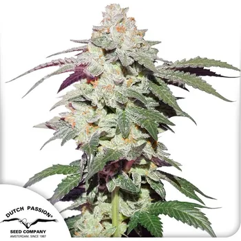 Semeno Dutch Passion Skywalker haze Balení: 3ks