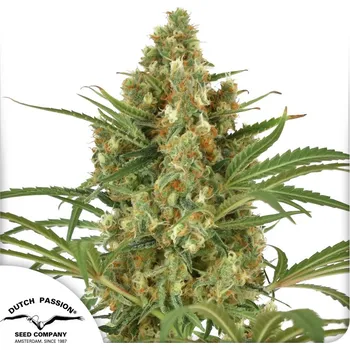 Semeno Dutch Passion SnowBud Balení: 3ks