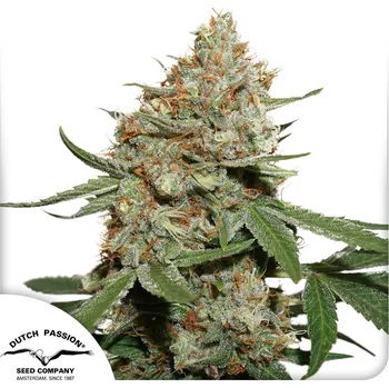 Semeno Dutch Passion Skunk 11 Balení: 10ks