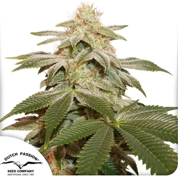 Semeno Dutch Passion Sugar Bomb Punch Balení: 3ks