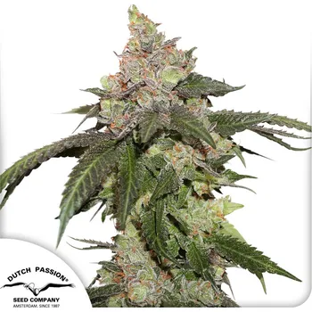 Rybářský háček Dutch Passion Kerosene Krash Balení: 5ks