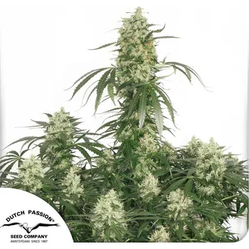 Semeno Dutch Passion The Ultimate Balení: 10ks